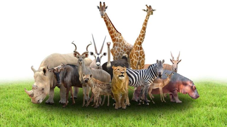 animals in spanish